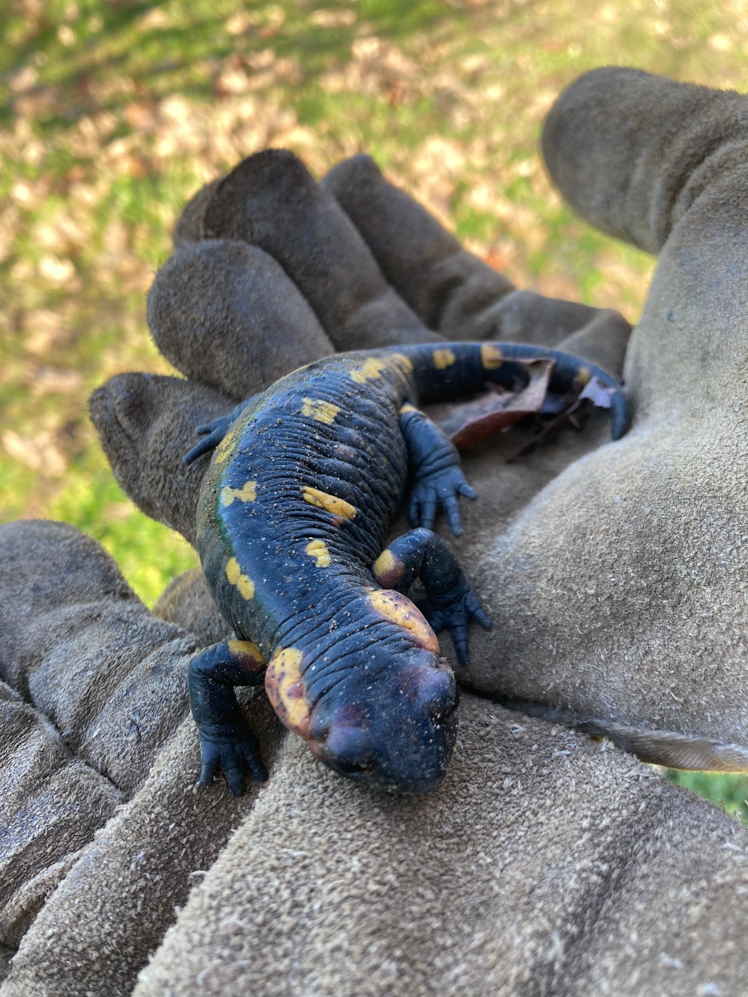 Salamandra de Gredos
